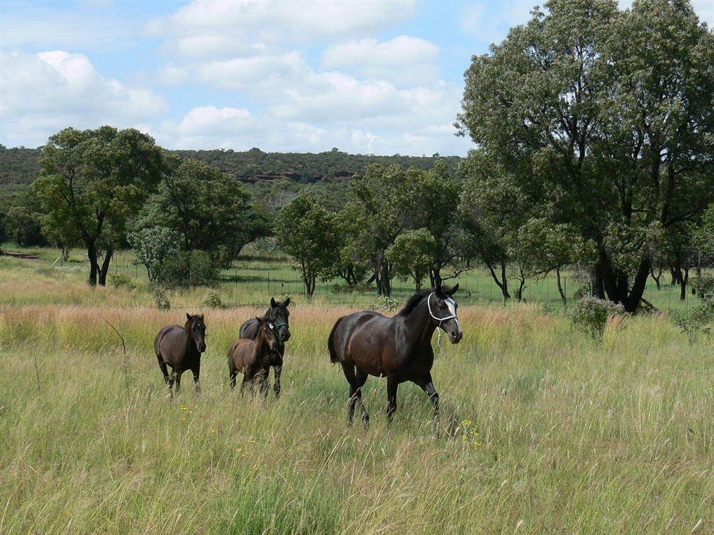 Abloom Bush Lodge & Spa Retreat Cullinan Esterno foto